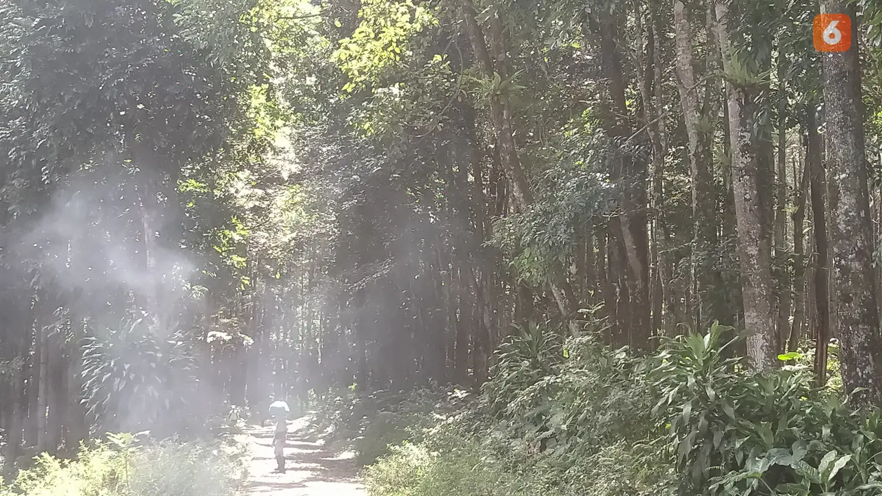 Hutan di kawasan Rowo Bayu yang juga akses jalan menuju Kampung Ndarungan yang diduga Desa Penari. (Hermawan Arifianto/Liputan6.com).