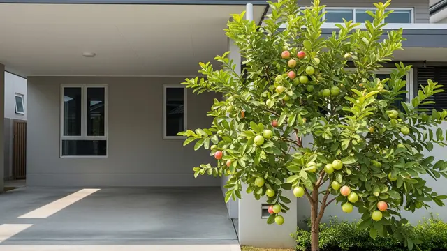 Pohon Buah yang Akarnya Tidak Membuat Carport Bergelombang (AI)