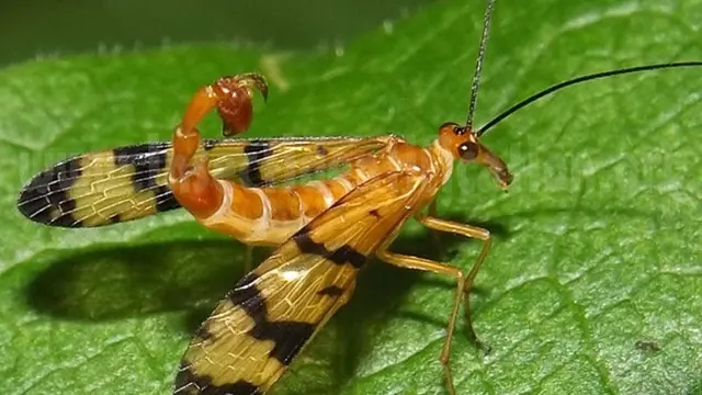Scorpionfly (Lalat Kalajengking)