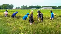 PT Wilmar Padi Indonesia menargetkan kemitraan dengan petani melalui Farmer Engagement Program (FEP) tahun ini meningkat menjadi 10 ribu hektare (ha). Peningkatan itu bertujuan untuk membantu meningkatkan kesejahteraan para pejuang pangan tersebut. (Dok Wilmar Padi Indonesia)