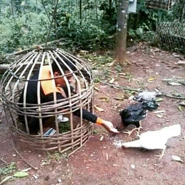 6 Tingkah Absurd Orang Masuk Kandang, Enggak Habis Pikir