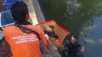 TNI AL Diterjunkan dalam Operasi Penangkapan Ikan Sapu-Sapu