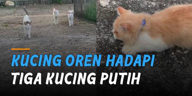 VIDEO: Bawa Temannya, Momen Menegangkan Kucing Oren Hadapi Tiga Kucing Sejenis
