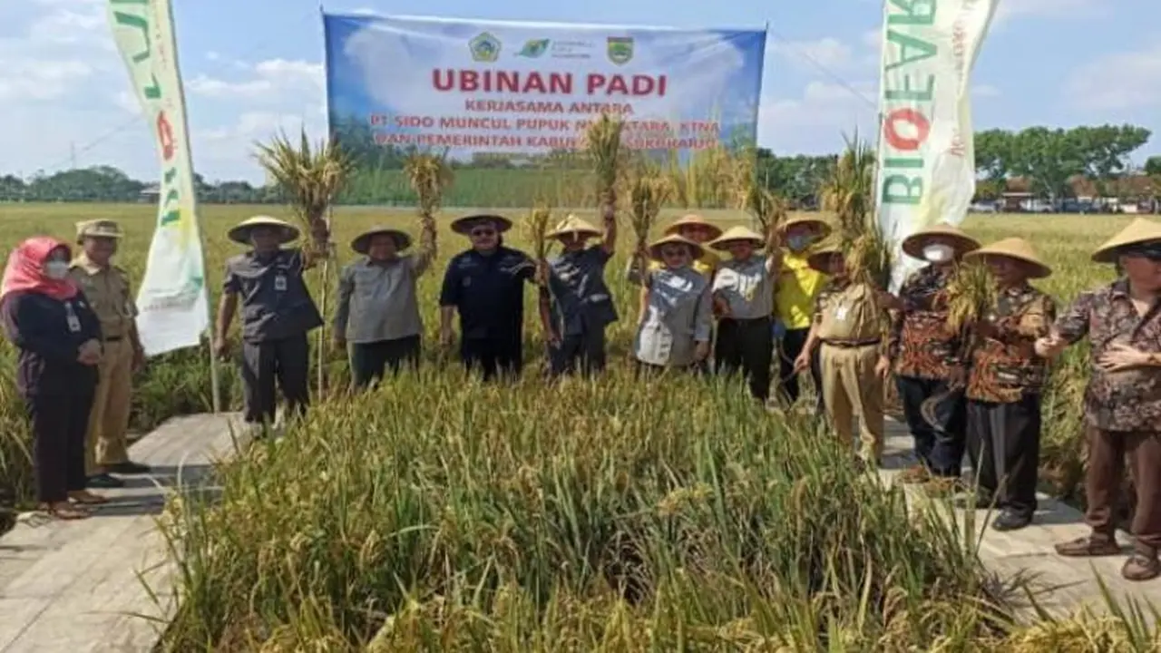 Pupuk Organik Cair SMPN dari Limbah Jamu Bisa Naikkan Hasil Panen Padi