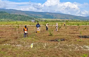 Lahan di atas HPL Badan Bank Tanah dimanfaatkan seluas 40.000 M2 (4 ha) untuk ditanami padi, jagung dan pembuatan demplot
