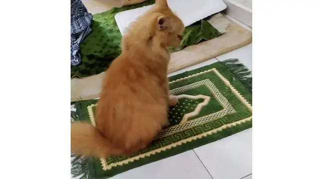 6 Potret Lucu Kucing Temani Salat Tarawih, Bikin Gemas