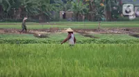 Petani menggarap sawah di kawasan Tangerang, Banten, Sabtu (19/2/2022). Menteri Pertanian Syahrul Yasin Limpo telah membangun pertanian dari peningkatan produksi dan pengembangan hilirisasi sampai pada sektor pertanian sebagai bantalan pertumbuhan ekonomi nasional. (Liputan6.com/Angga Yuniar)