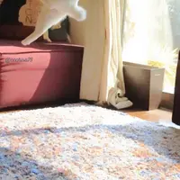 Kucing menari balet bukan hal yang mustahil. Ini buktinya. (Bored Panda)
