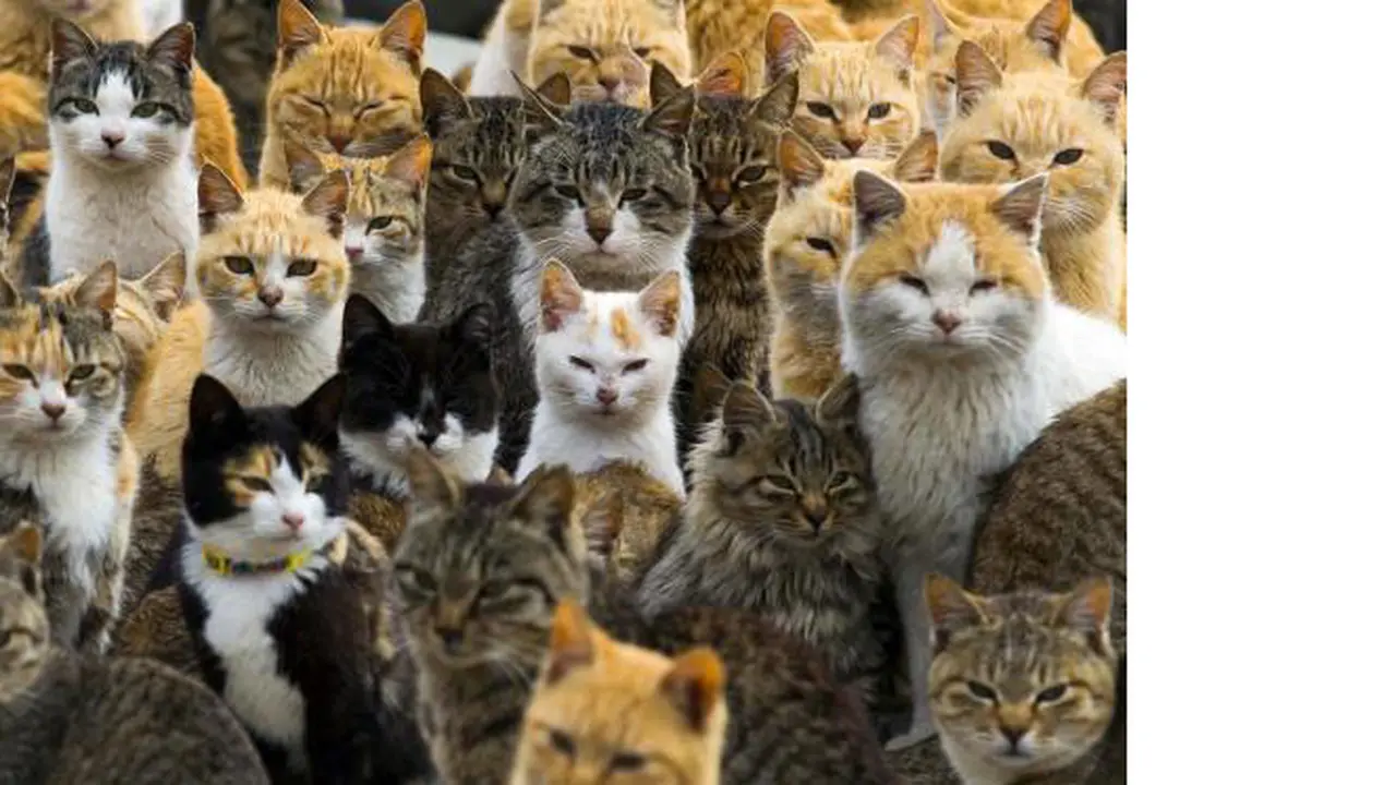 Pulau Ini Dipenuhi Puluhan Ribu Kucing!