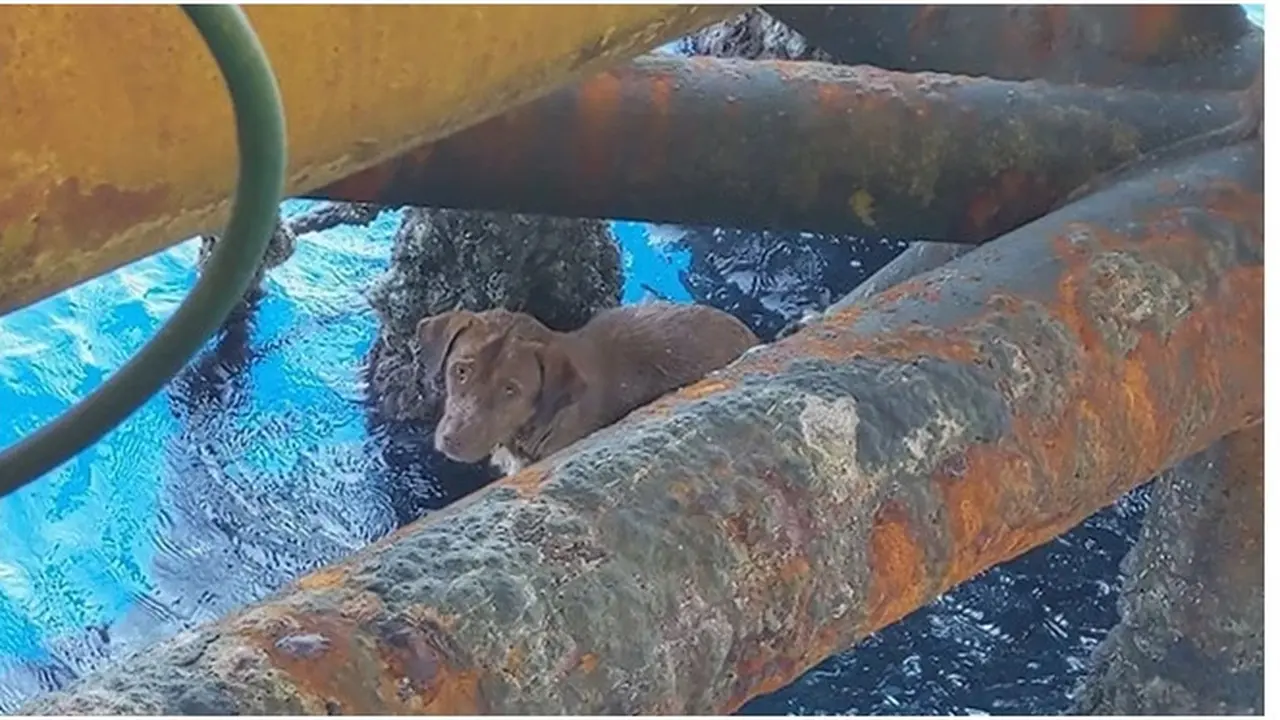 Pekerja Ini Selamatkan Anjing yang Terdampar di Tengah Laut, Kondisinya Bikin Miris
