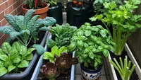 7 Cara Membuat Kebun Organik Hemat Air di Rumah dengan Teknik Sederhana