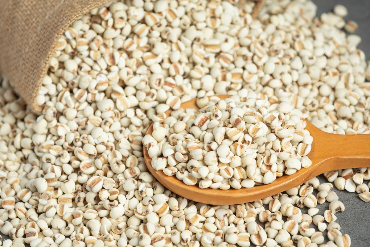 Barley