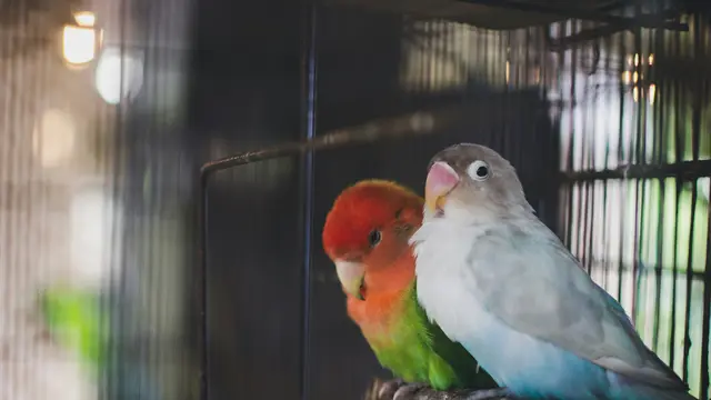 Ilustrasi burung lovebird