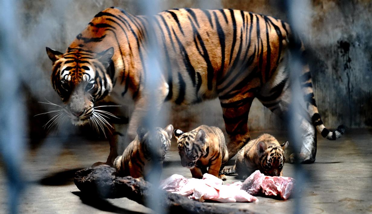 FOTO Intip Lucunya Empat Anak Harimau China Selatan yang 