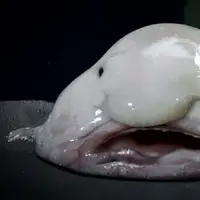 Ini adalah binatang aneh yang ada di Bumi |  foto Boredpanda