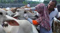 Petugas Dinas Peternakan Brebes Jateng memeriksa ternak di pasar hewan Bumiayu (Liputan6.com / Fajar Eko)