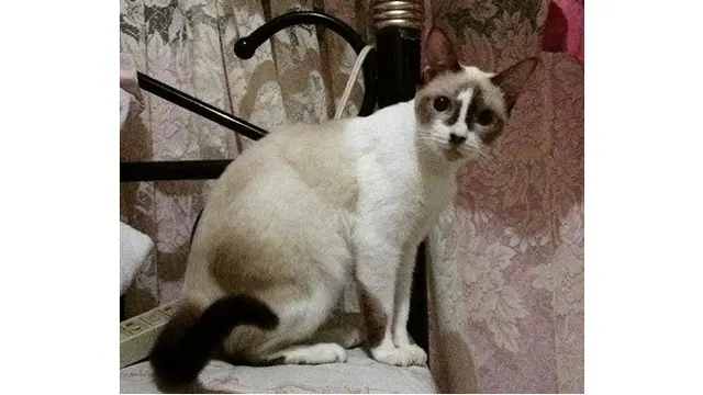 7 Kucing Ini Miliki Bulu Tak Biasa, Bikin Senyum Sendiri