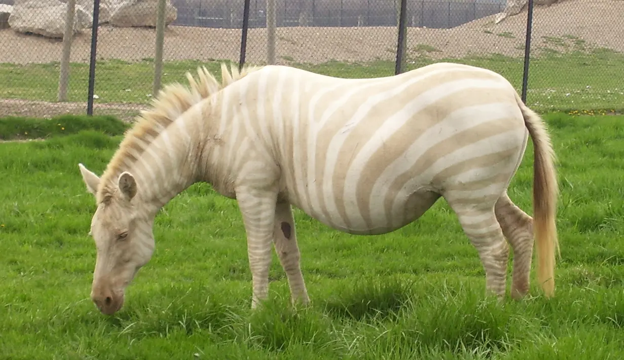 Sungguh sangat unik sekali, di saat zebra sejenisnya berpola garis hitam putih, namun tidak demikian dengan zebra yang satu ini. Zebra albino memiliki warna unik. Warna garis hitam ditubuhnya tidak tampak. (therebelliousmillennial.com)