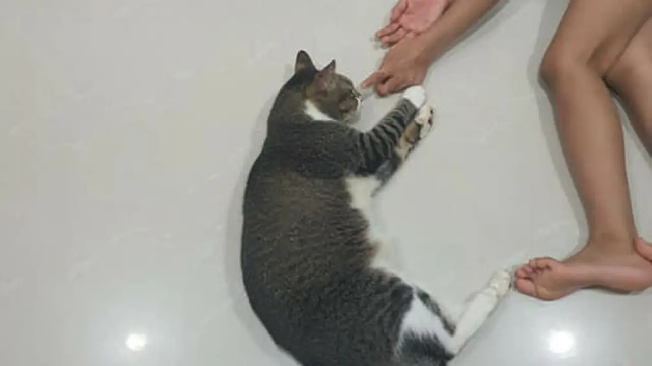 Setia Temani Majikannya yang Sakit, Kisah Kucing Buta yang Diadopsi Ini Bikin Pilu