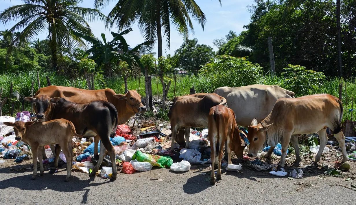 Kawanan sapi mengkonsumsi sampah limbah organik rumah tangga dalam kantong plastik  yang berada di pinggir jalan raya di Darul Imarah, Provinsi Aceh, Senin (4/10/2019). Sapi tersebut mencari makan dari tumpukan sampah. (Photo by CHAIDEER MAHYUDDIN / AFP)