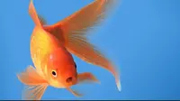 Manusia Kalah Fokus Ketimbang Ikan Maskoki, Benarkah?
