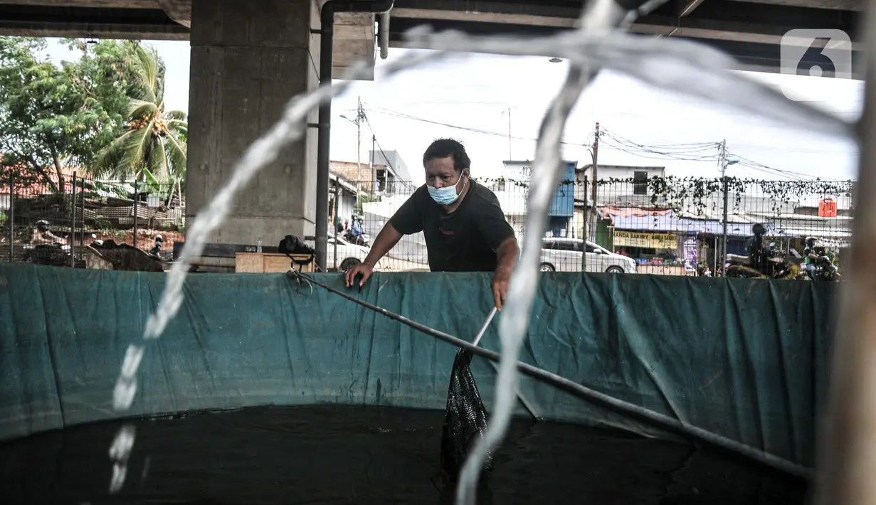 Warga saat melakukan perawatan kolam lele di kolong Tol Becakayu, Cipinang Melayu, Jakarta Timur, Minggu (20/3/2022). Untuk pengairan kolam, warga menggunakan aliran Kalimalang. (merdeka.com/Iqbal S. Nugroho)