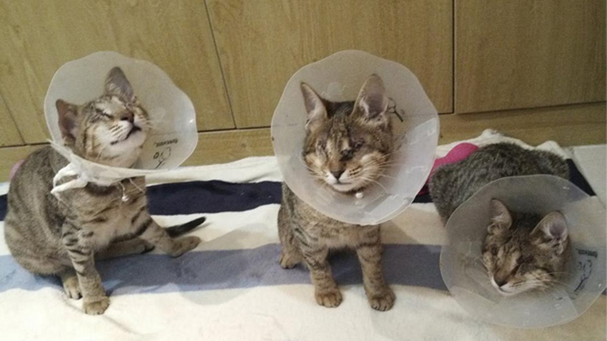 Kisah Wanita Berhati Malaikat yang Adopsi 3 Kucing Buta