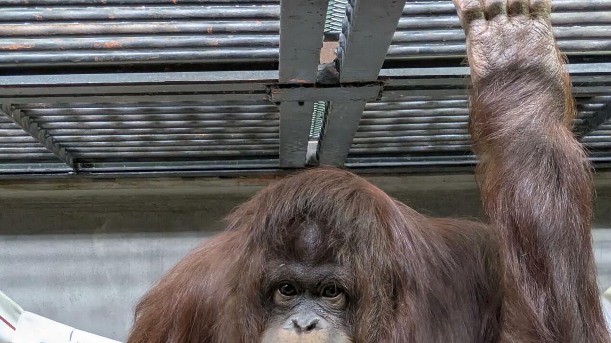 Tak Hanya Komodo, Orang Utan Kalimantan Juga Dikembangbiakkan di Kebun Binatang Jepang