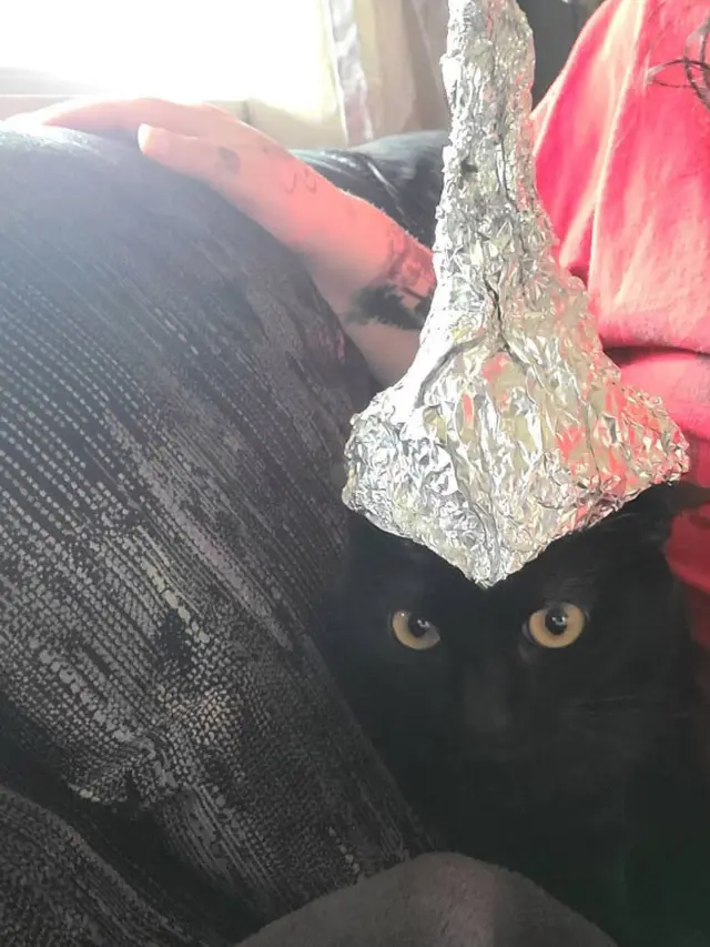 7 Potret Kucing Pakai Topi Aluminium Foil Berbagai Bentuk Ini Bikin Gemas