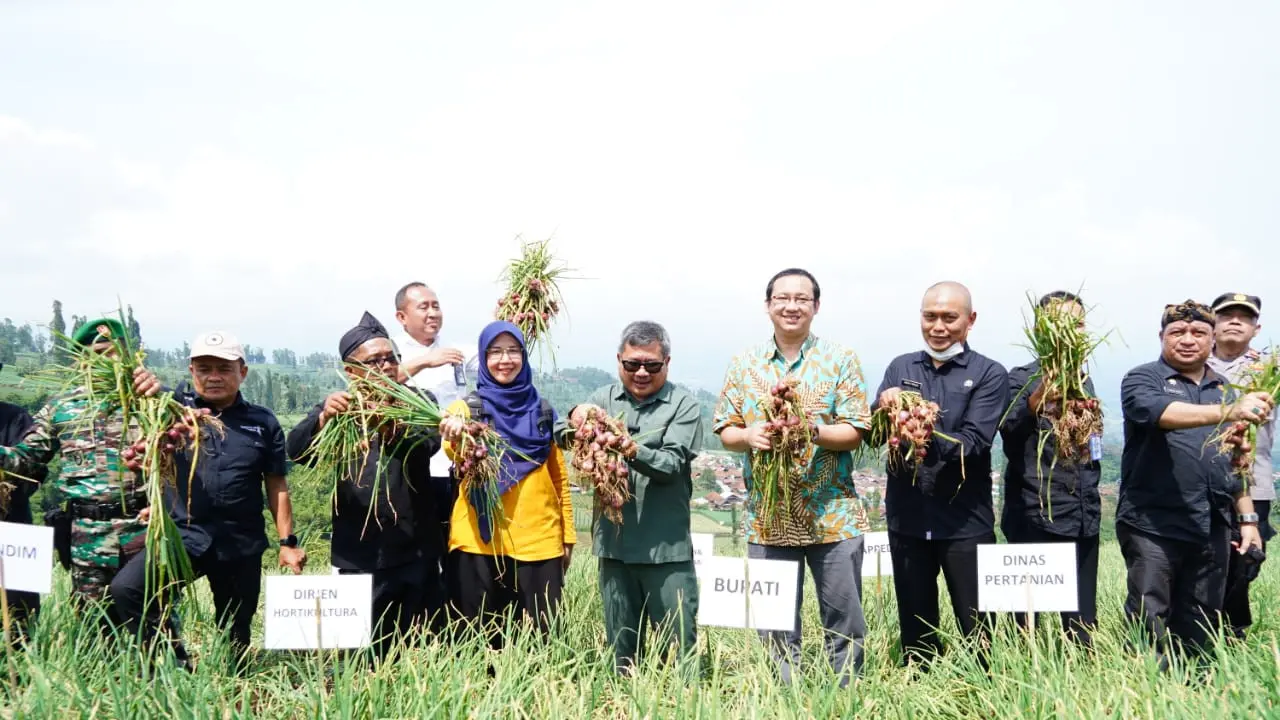 Bupati Garut Rudy Gunawan bersama Dirjen Holtikultura melakukan panen raya bawang merah di Kecamatan Bayongbong, Garut. (Liputan6.com/Jayadi Supriadin)