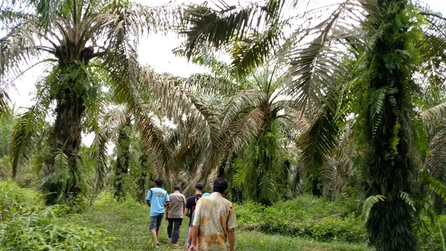 Kawasan kebun kelapa sawit plasma (Liputan6.com/Nefri Inge)