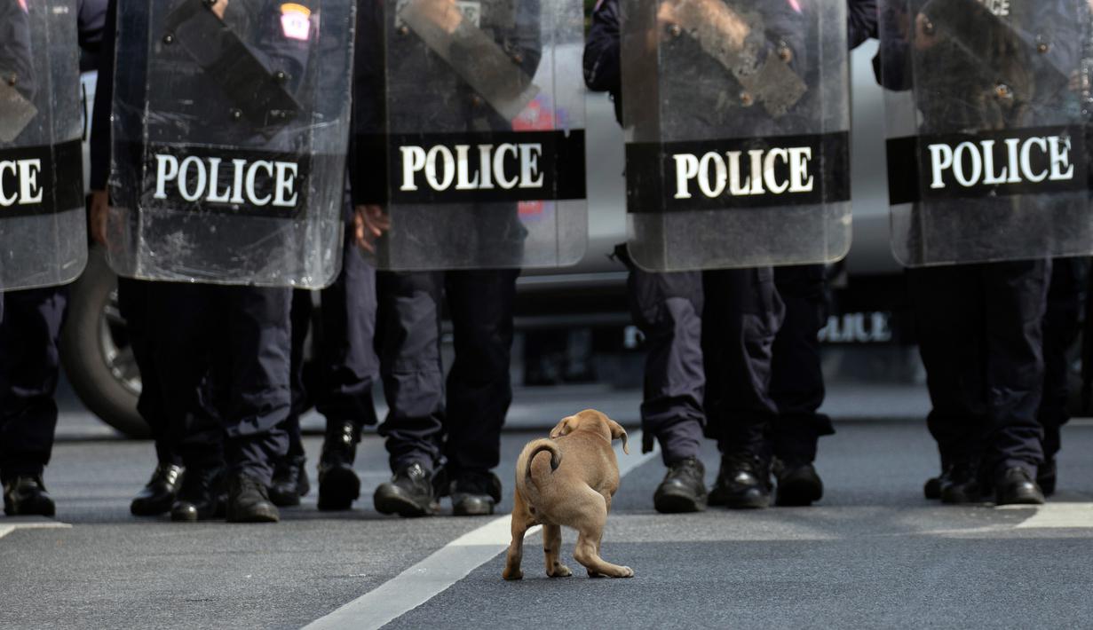 Seekor anjing jongkok saat polisi antihuru-hara dengan perlengkapan lengkap menghalangi pengunjuk rasa yang berbaris menuju tempat KTT APEC di Bangkok, Thailand, Jumat (18/11/2022). KTT APEC yang berlangsung pada tanggal 18-19 November 2022 diwarnai aksi unjuk rasa. (AP Photo/Wason Wanichakorn)