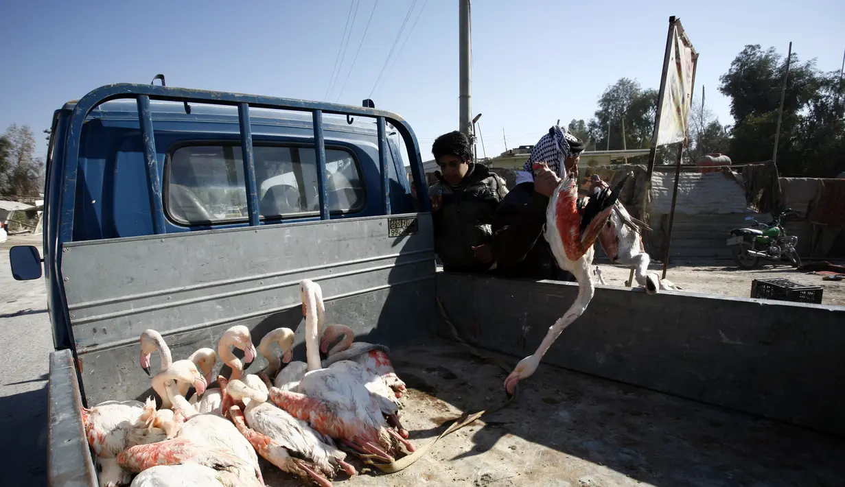 Seorang pria mengumpulkan Burung Flamingo ke dalam truk, Irak, Selasa (24/1). Rencananya Burung Flamingo tersebut akan dijual di pasar gelap di Irak. (AFP Photo/ Haidar HAMDANI) 