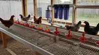 7 Model Kandang Ayam dengan Sistem Minum Bersih Tanpa Kotoran untuk Produktivitas Optimal