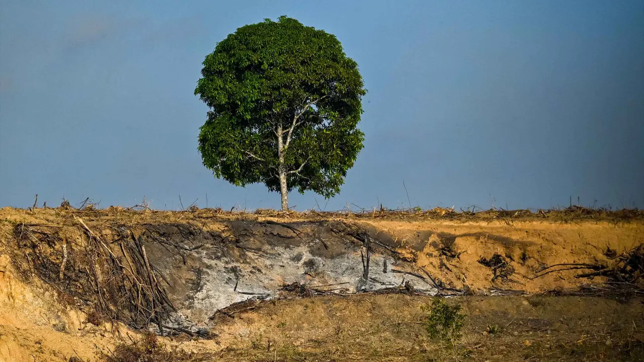 Dampak Deforestasi, Tutupan Hutan Aceh Kritis Sejak 15 Tahun Lalu