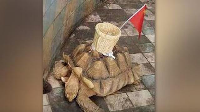 Miris, Keranjang Dipasang di Punggung Kura-kura Untuk Kumpulkan Koin