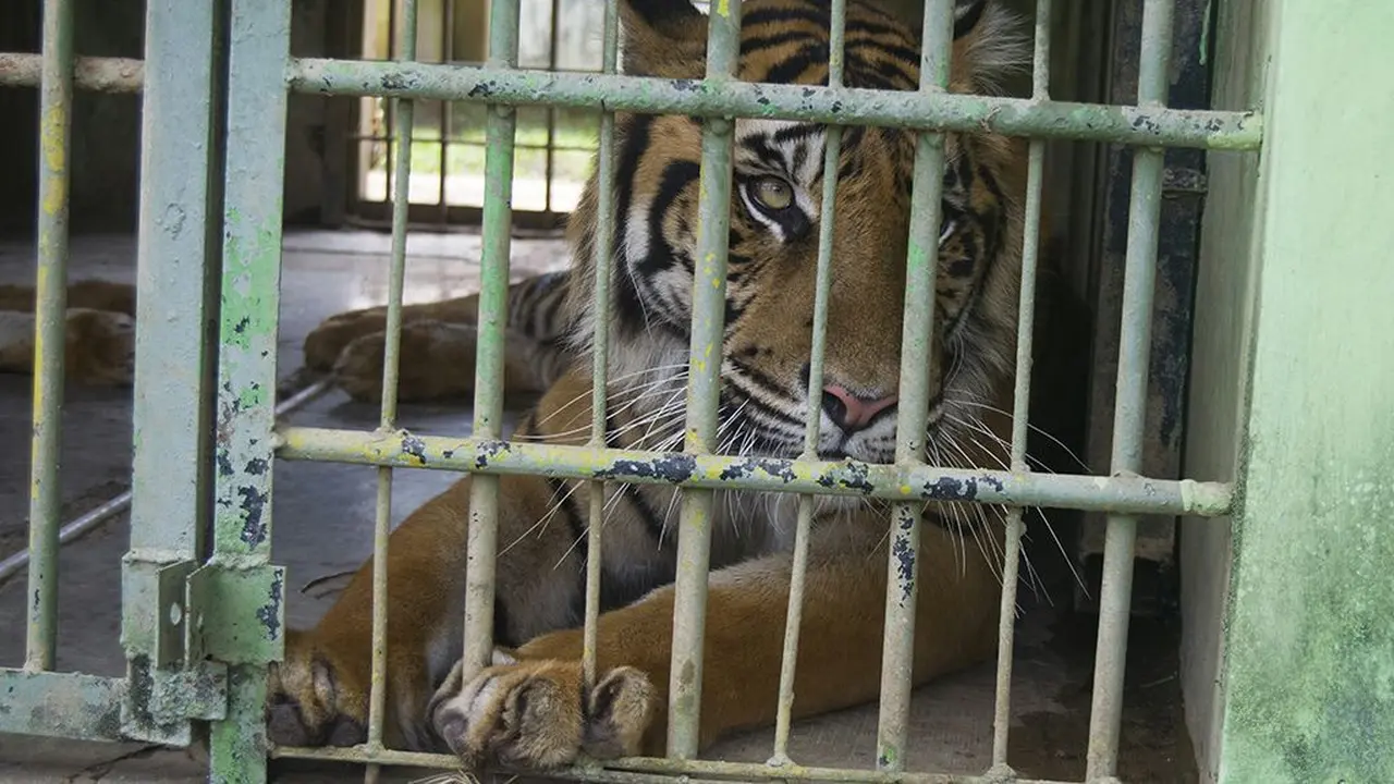 Harimau Sumatera