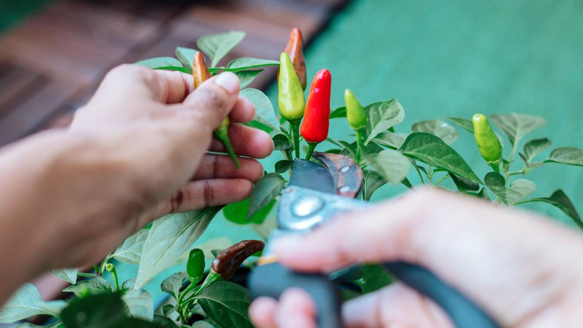 10 Kesalahan Menanam Cabai di Pekarangan yang Membuat Hama Berkembang Biak