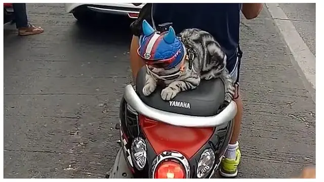 8 Momen Kocak Kucing saat Naik Motor Ini Bikin Geleng Kepala