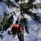 Seorang pria memanjat pohon kelapa untuk mengambil air nira di desa Taman Jaya, Sukabumi, Jawa Barat  (24/06). Gula kelapa atau gula merah ini dijual dengan harga Rp 10 ribu/kg. (Merdeka.com/Arie Basuki)