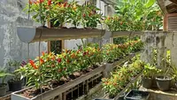 10 Ide Kebun Cabai di Talang Air PVC Sistem Memanjang, Bisa Berbuah Lebat