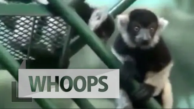 Ini Wajah Menggemaskan 'King Julien' di Kebun Binatang Philadelphia