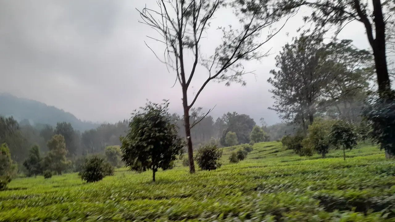 Dedi Mulyadi Ingin Hutankan Kawasan Puncak Bogor, Kebun Teh Era Belanda Bakal Tinggal Kenangan?
