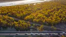 Foto dari udara yang diabadikan pada 22 Oktober 2020 ini menunjukkan pemandangan musim gugur hutan poplar gurun (populus euphratica) di sepanjang Sungai Tarim di Wilayah Xayar, Daerah Otonom Uighur Xinjiang, China barat laut. (Xinhua/Hu Huhu)