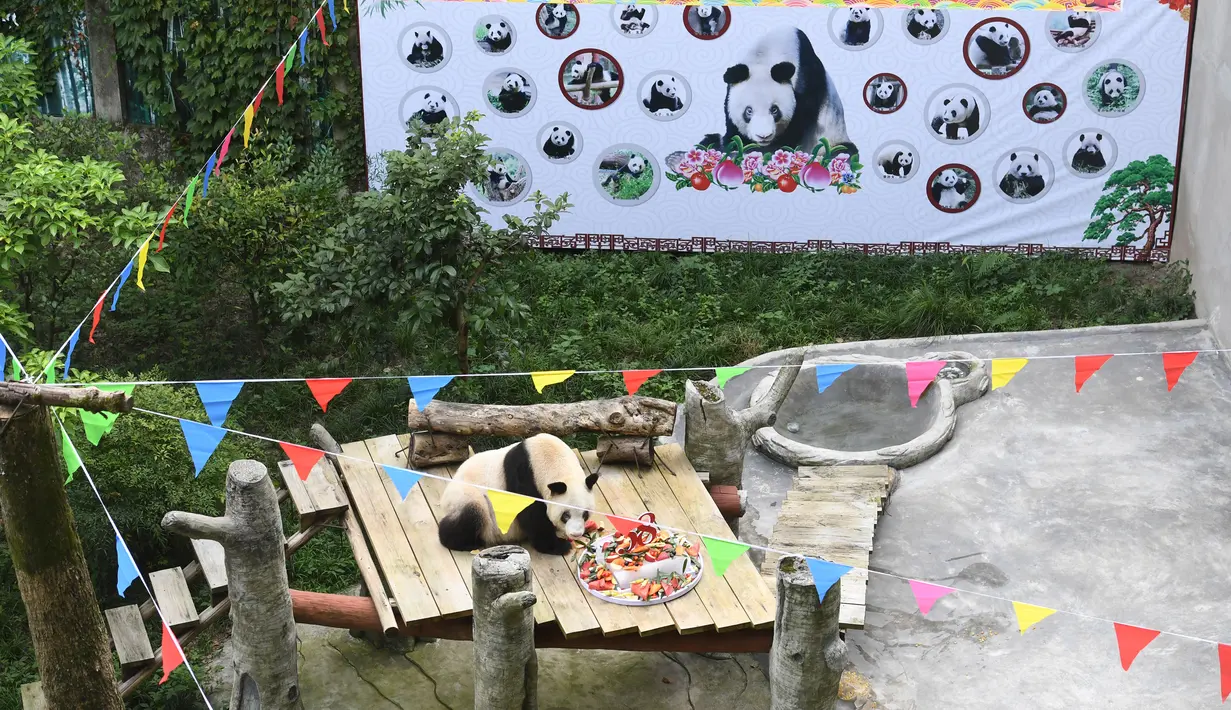 Panda raksasa Xinxing menikmati kue ulang tahun spesialnya di Kebun Binatang Chongqing di Kota Chongqing, China pada 16 Agustus 2020. "Nenek panda" yang menjadi bintang di kebun binatang itu pada Minggu (16/8) berulang tahun ke-38, atau setara usia 110-150 tahun pada manusia. (Xinhua/Tang Yi)
