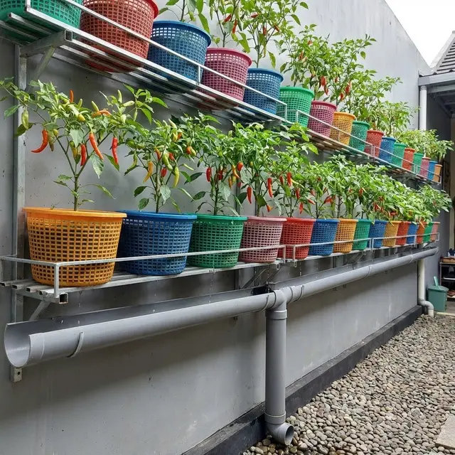 Desain Kebun Cabai Pakai Keranjang Plastik Bekas Anti Becek