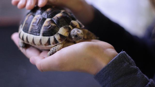 Hewan Peliharaan Lucu