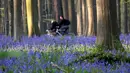 Orang-orang mengendarai sepeda di dekat bunga bluebells liar yang mengubah lantai hutan menjadi biru, membentuk karpet di Hallerbos, juga dikenal sebagai 'Hutan Biru', dekat Halle, Belgia (18/4). Bunga bluebells liar ini mekar sekitar pertengahan April. (Reuters/Yves Herman)