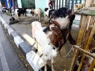 Suasana lapak penjual hewan kurban di Jakarta, Jumat (25/8). Gubernur DKI Djarot S Hidayat menegaskan, trotoar diperuntukkan untuk pejalan kaki. Penjual apa pun, termasuk penjual hewan kurban, tidak diizinkan membuka lapak. (Liputan6.com/Angga Yuniar)