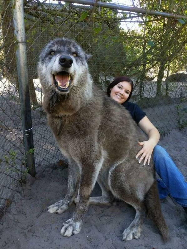 foto: shy wolf sanctuary